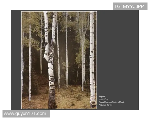 亚当斯的传奇人生与科学探索之路揭示了人类智慧的无限可能