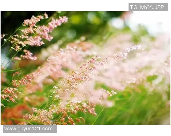 何思雨的成长之路：在风雨中绽放的青春与梦想