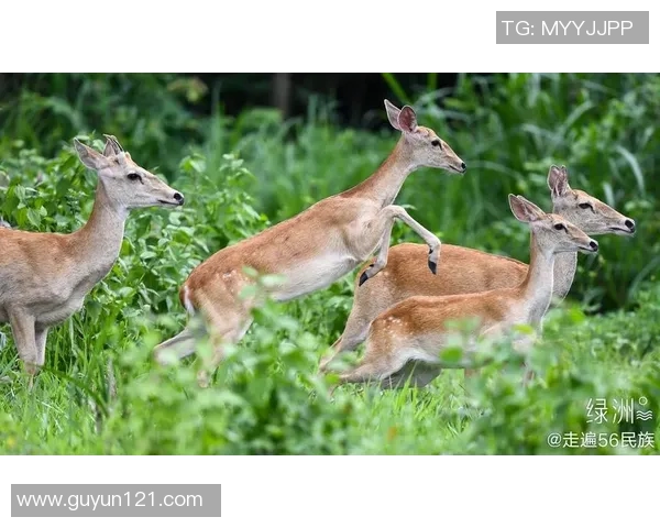 鹿u鹿角与卡的奇妙碰撞探讨它们在文化与艺术中的独特象征意义